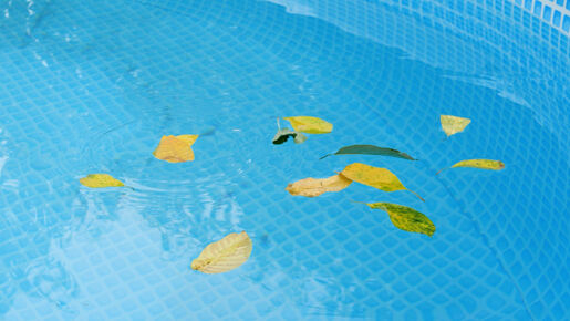 causes apparition algues moutardes dans une piscine